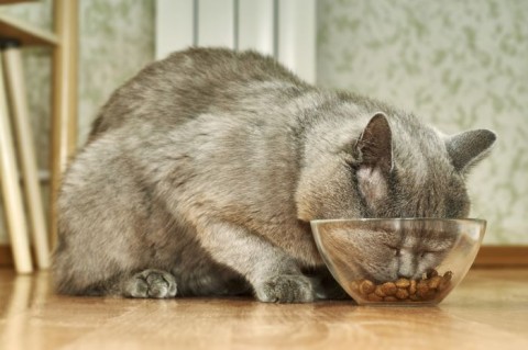 a pet cat eating food from their bowl