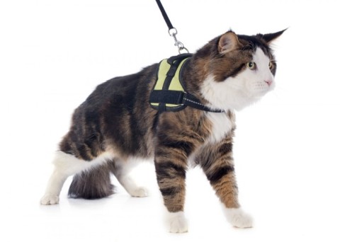 a pet cat on a leash