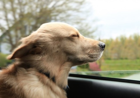 a dog with his head out the window of a car
