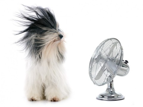 a pet dog with a fan blowing on him
