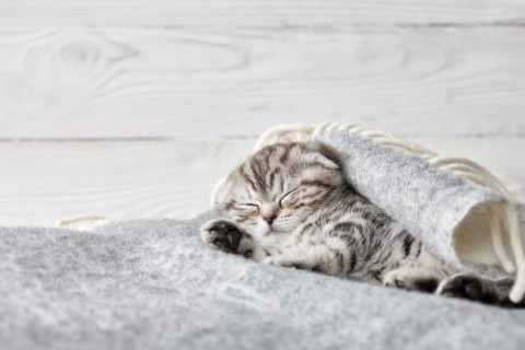 a pet kitten snuggling in a blanket