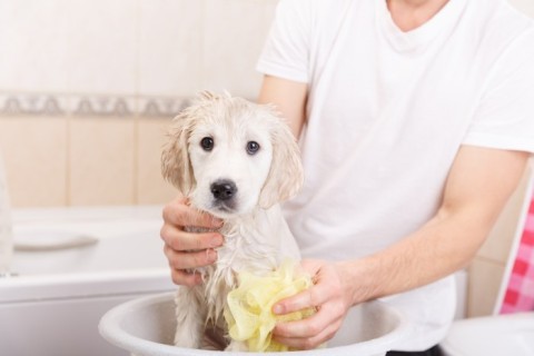 a dog getting a bubble bath