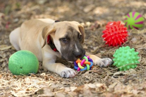 a puppy chewing his toys