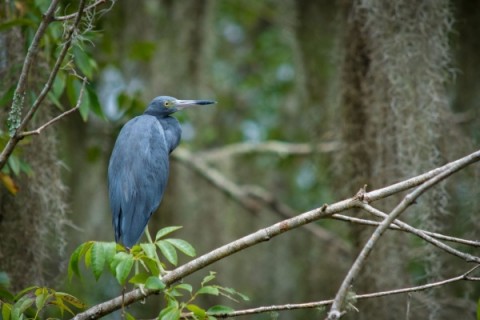 A blue heron perched on a branch