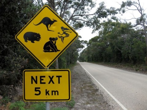a road sign with a kangaroo, a koala bear and a mermaid