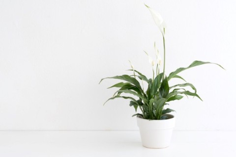 a peace lily in a white pot