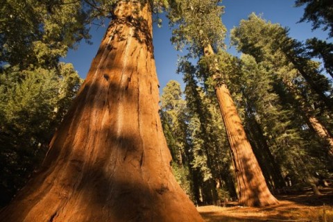 towering redwood trees in the forest