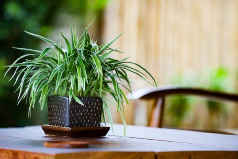 a spider plant on a table