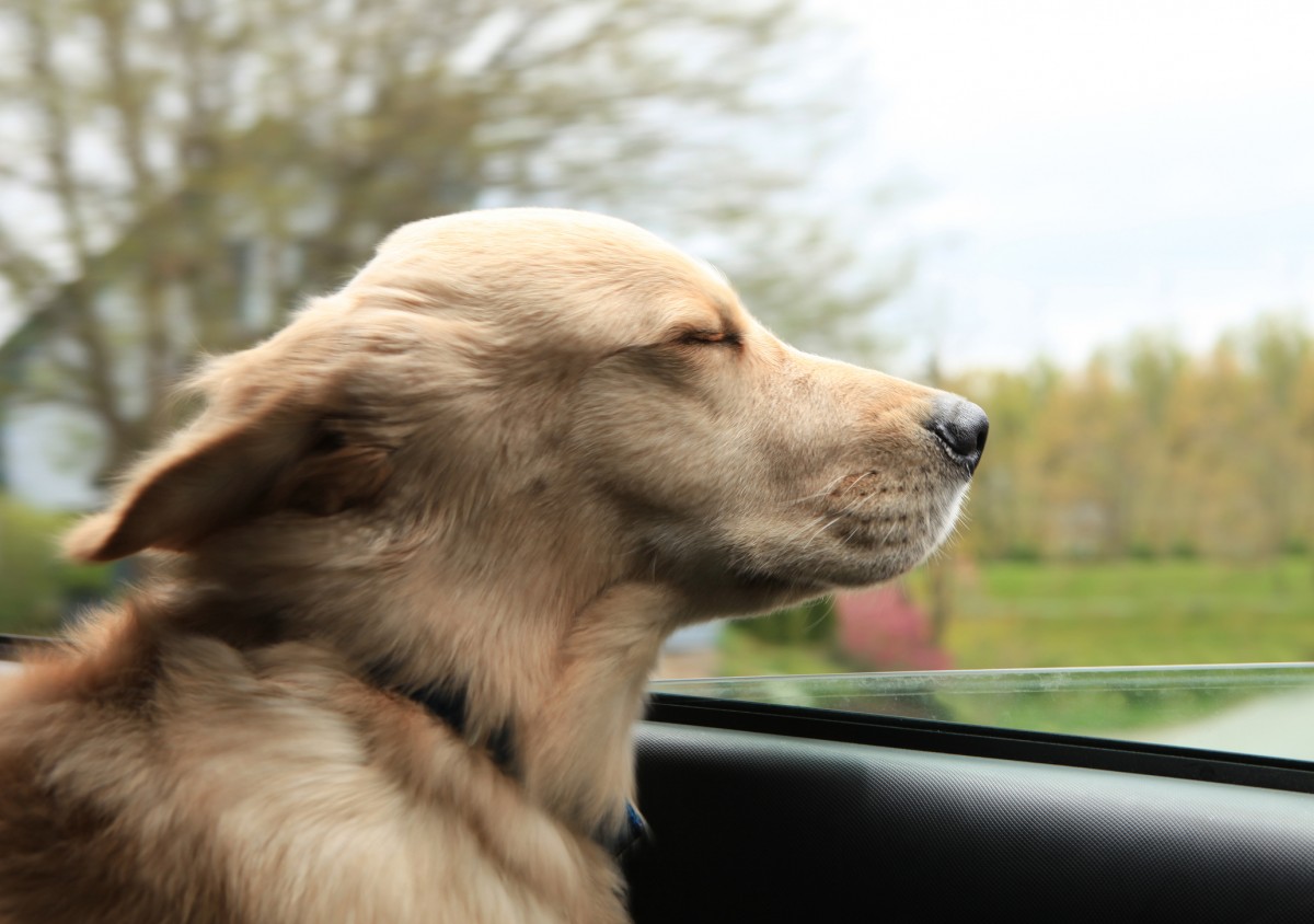 Pet-Dog-Car-Window