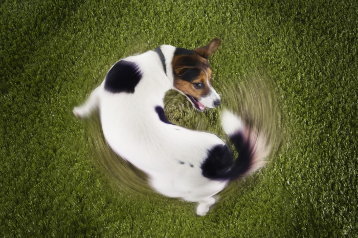 Pet-Dog-Energy-Tail
